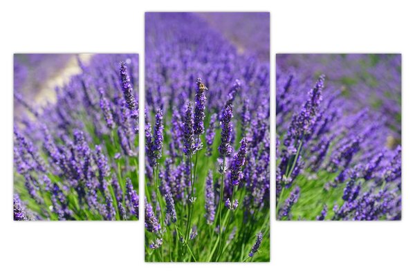Slika - lavanda (90x60 cm)