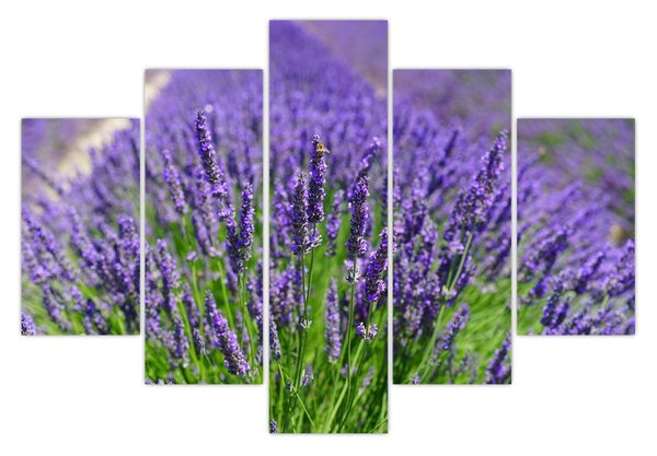 Slika - lavanda (150x105 cm)