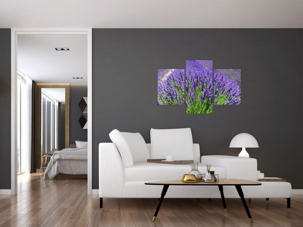 Slika - lavanda (90x60 cm)