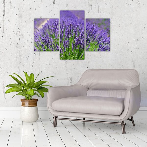 Slika - lavanda (90x60 cm)