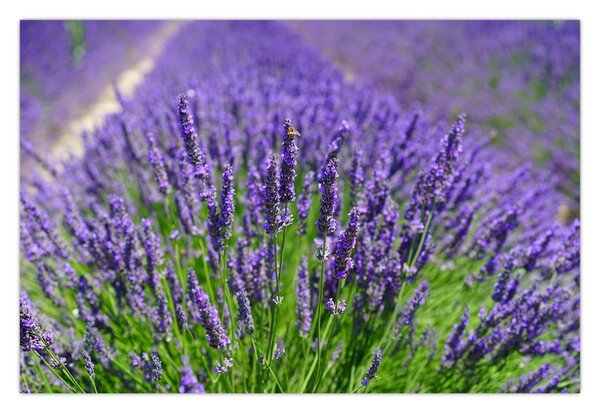 Slika - lavanda (90x60 cm)