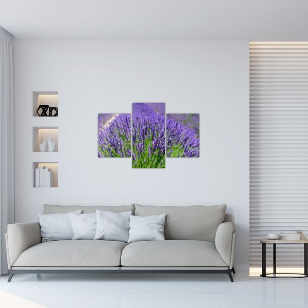 Slika - lavanda (90x60 cm)
