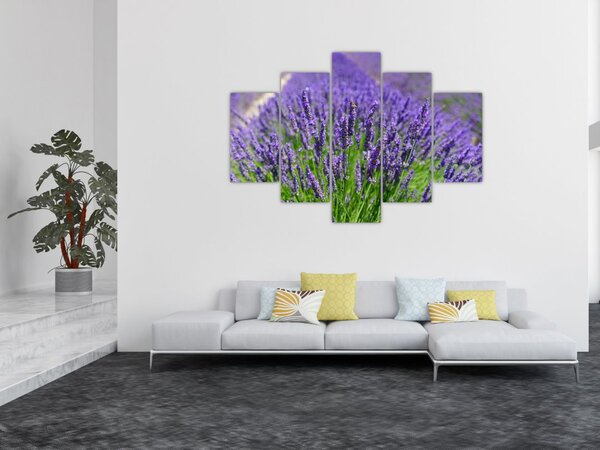 Slika - lavanda (150x105 cm)