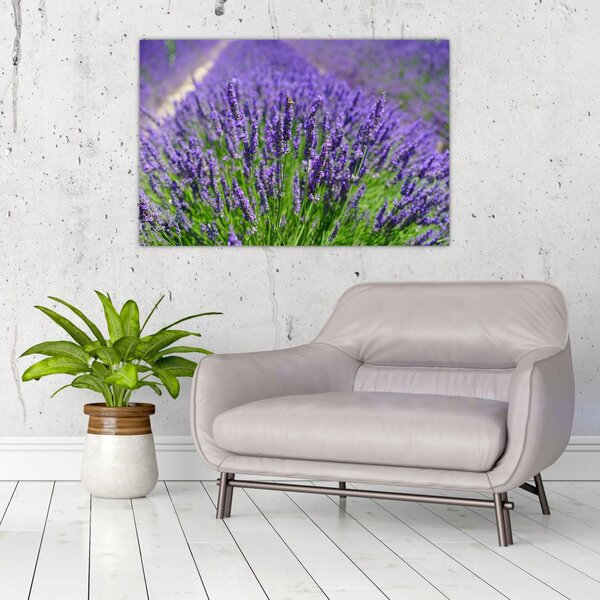 Slika - lavanda (90x60 cm)