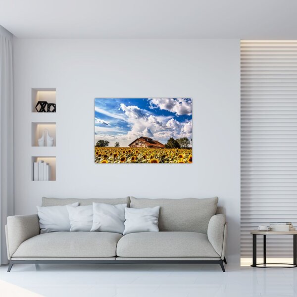 Slika polja suncokreta (90x60 cm)