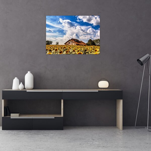 Slika polja suncokreta (70x50 cm)