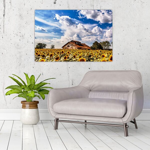 Slika polja suncokreta (90x60 cm)