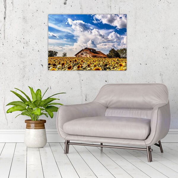 Slika polja suncokreta (70x50 cm)