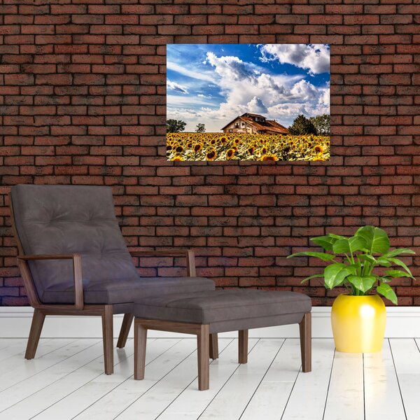 Slika polja suncokreta (70x50 cm)