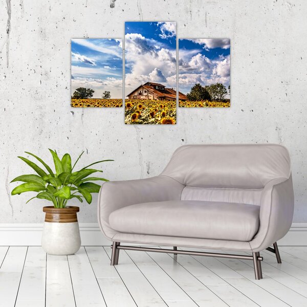 Slika polja suncokreta (90x60 cm)
