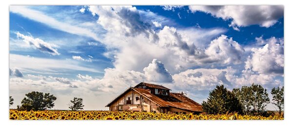 Slika polja suncokreta (120x50 cm)