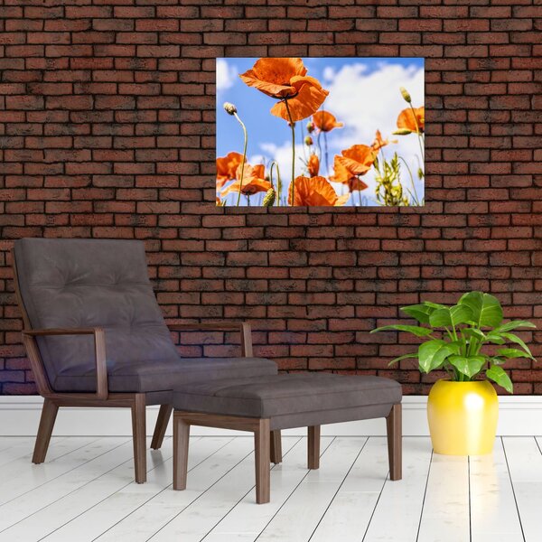 Slika maka (70x50 cm)