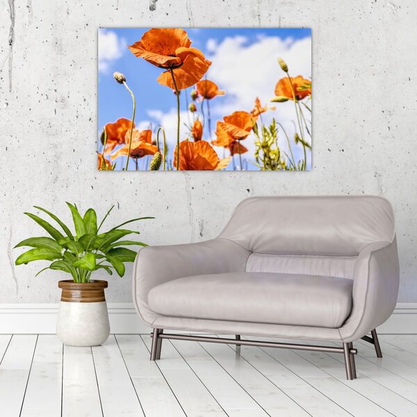 Slika maka (90x60 cm)