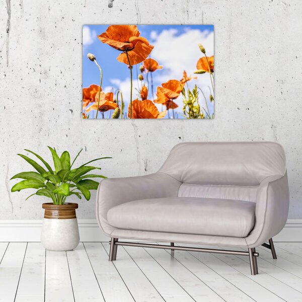 Slika maka (70x50 cm)