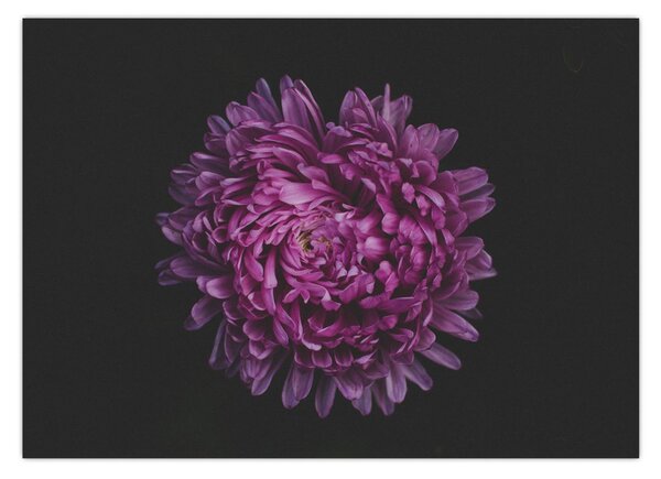 Slika ljubičastog cvijeta (70x50 cm)