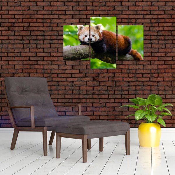 Slika crvene pande (90x60 cm)