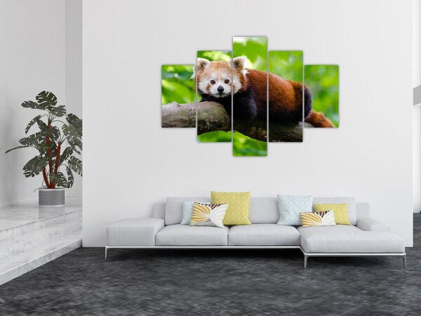 Slika crvene pande (150x105 cm)