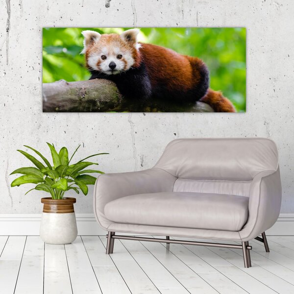 Slika crvene pande (120x50 cm)
