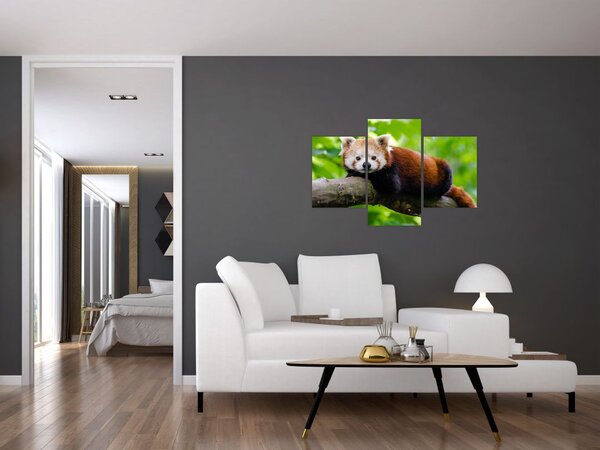 Slika crvene pande (90x60 cm)
