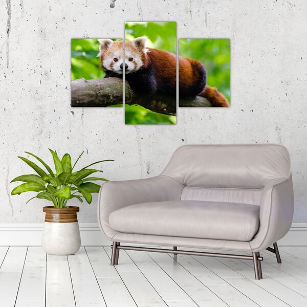 Slika crvene pande (90x60 cm)