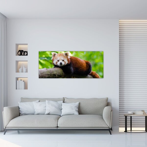 Slika crvene pande (120x50 cm)