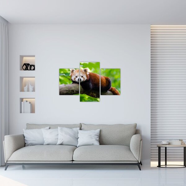 Slika crvene pande (90x60 cm)