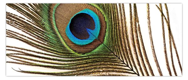 Slika paunovog perja (120x50 cm)