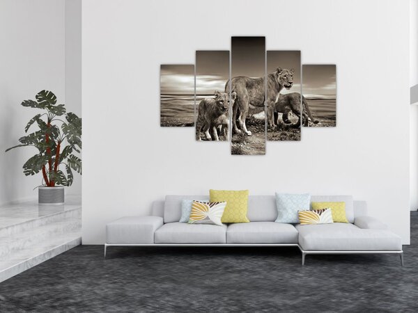 Slika crno-bijelih lavova (150x105 cm)