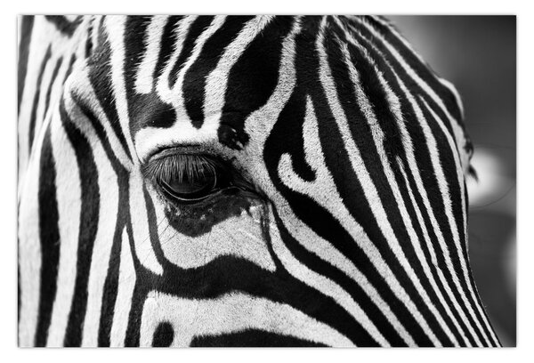 Slika zebre (90x60 cm)