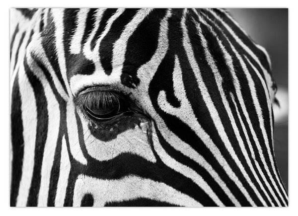 Slika zebre (70x50 cm)