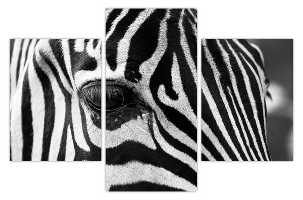 Slika zebre (90x60 cm)