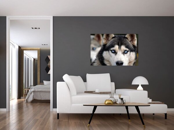 Slika haski psa (90x60 cm)