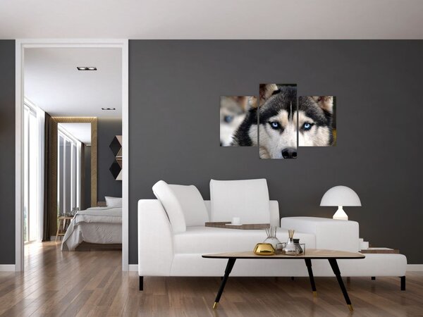 Slika haski psa (90x60 cm)