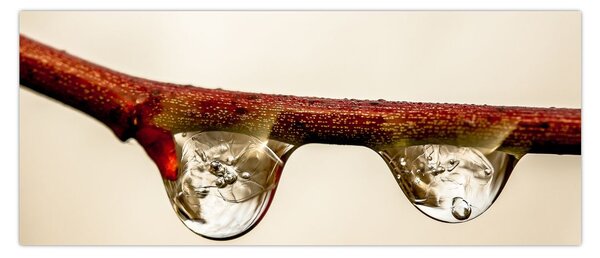 Slika kapljica na grani (120x50 cm)