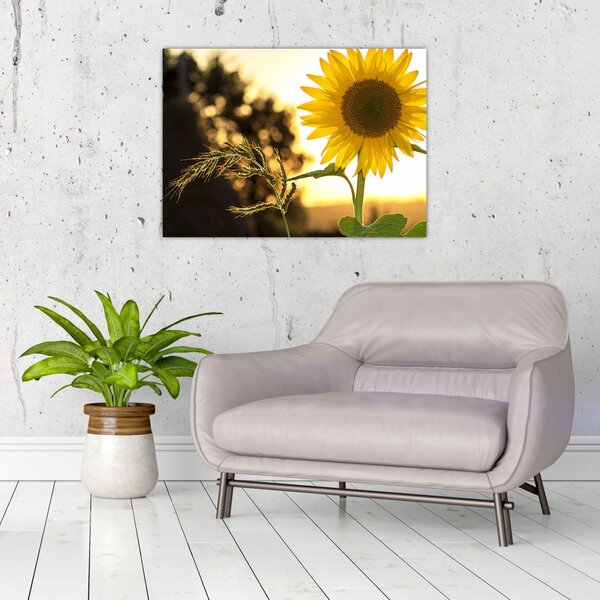 Slika suncokreta (70x50 cm)