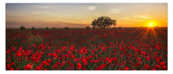 Slika livade s makovima (120x50 cm)