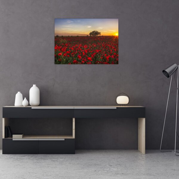 Slika livade s makovima (70x50 cm)