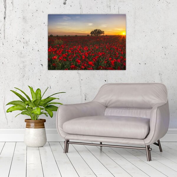 Slika livade s makovima (70x50 cm)