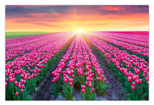 Slika polja tulipana sa suncem (90x60 cm)