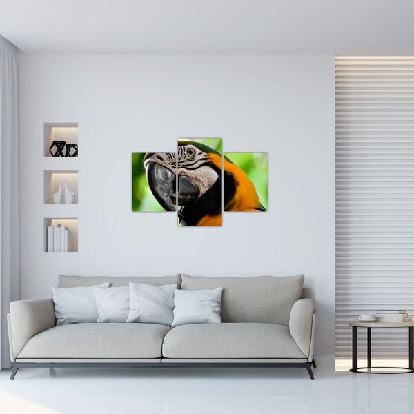 Slika papige (90x60 cm)