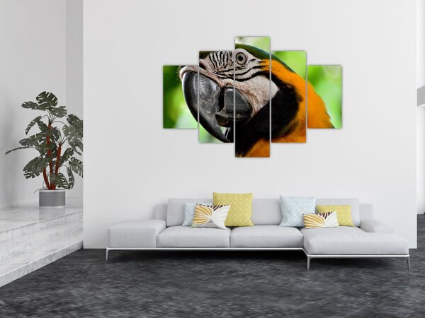 Slika papige (150x105 cm)