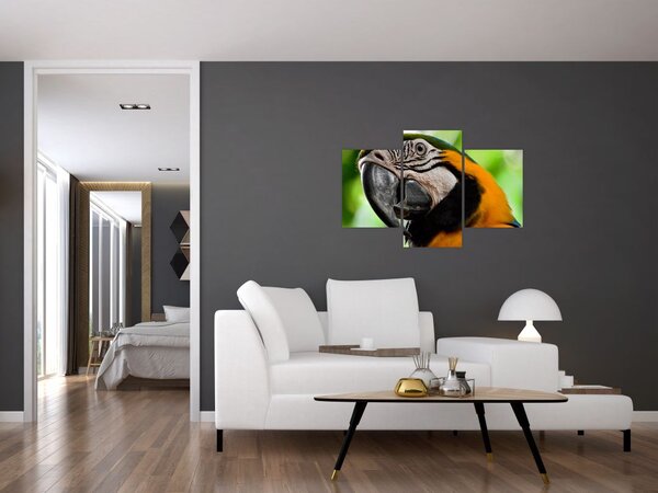 Slika papige (90x60 cm)