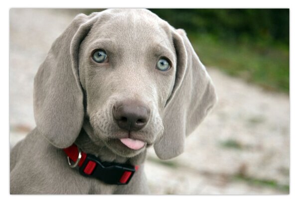 Slika - štene Weimaranera (90x60 cm)