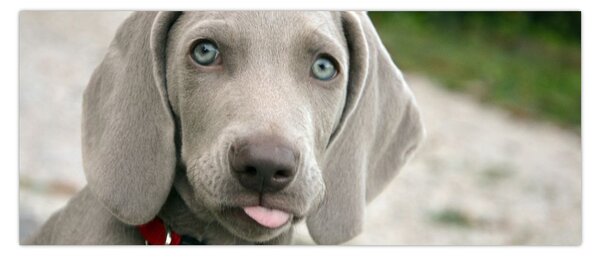 Slika - štene Weimaranera (120x50 cm)
