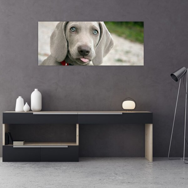 Slika - štene Weimaranera (120x50 cm)