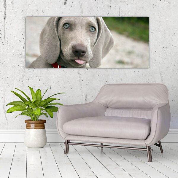 Slika - štene Weimaranera (120x50 cm)