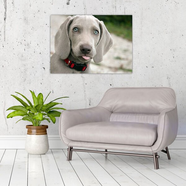 Slika - štene Weimaranera (70x50 cm)