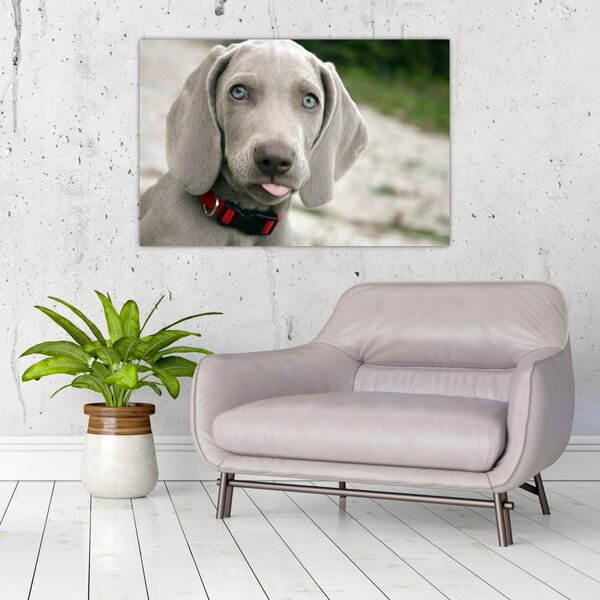Slika - štene Weimaranera (90x60 cm)