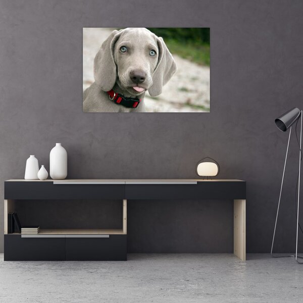 Slika - štene Weimaranera (90x60 cm)