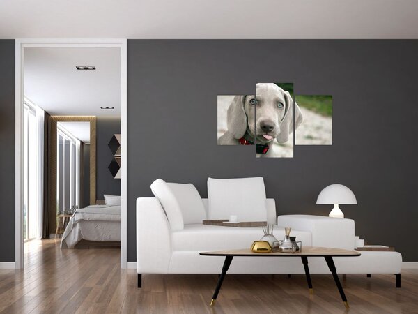 Slika - štene Weimaranera (90x60 cm)